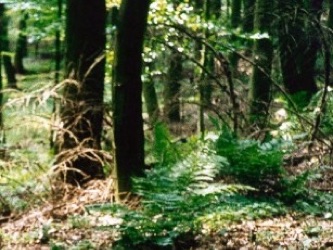 Zwerg im Wald (Suchbild!) Zwielicht im Wald mit Farnen im Vordergrund